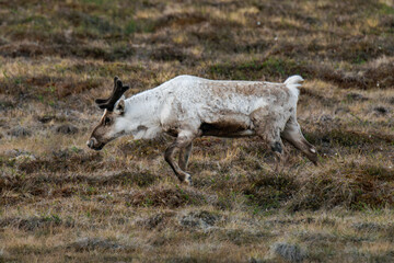 Obraz premium Reindeer or caribou (Rangifer tarandus) walking