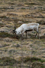 Reindeer or caribou (Rangifer tarandus) eating grass