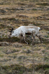 Reindeer or caribou (Rangifer tarandus) walking