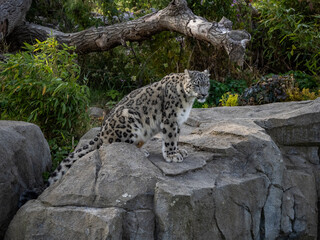 Fototapeta premium a snow leopard and its cub in a zoo 