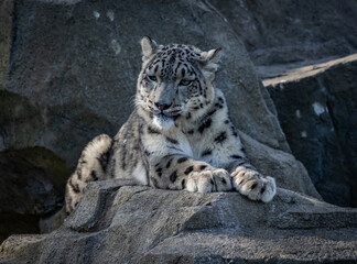 a snow leopard and its cub in a zoo 