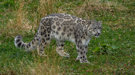 Obraz premium a snow leopard and its cub in a zoo 