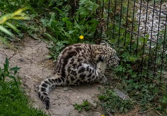 a snow leopard and its cub in a zoo 