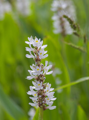 Fototapeta premium Beautiful close-up of pontederia cordata