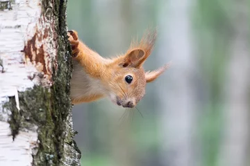 Poster de jardin Écureuil A cute Red Squirrel, Sciurus vulgaris peeks out from behind a tree trunk  © DmyTo