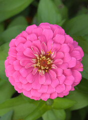 Beautiful close-up of zinnia elegans