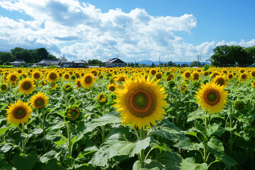 Obraz premium sunflower landscape