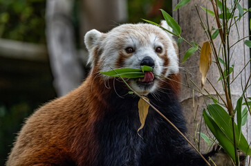 Captive Red Panda in a zoo