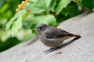 A Black Redstart, Phoenicurus ochruros, perching