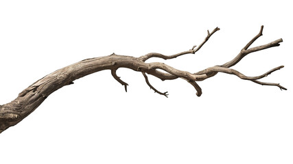 Dry branch of a tree isolated on transparent background