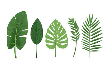 Minimalistic illustration collection of different tropical leaves isolated on white background