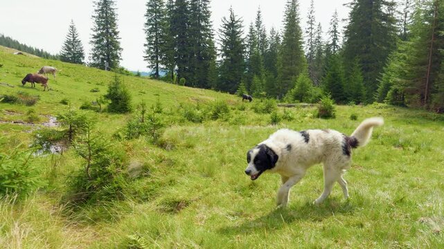 Big herding dog in the Carpathian mountains. Ukraine.