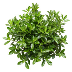 Obraz premium [Transparent Background PNG]Green Bush Leaves Isolated on White Background