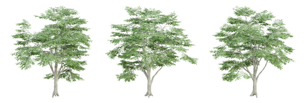 3d render of fagus sylvatica tree on transparent background, png plant.