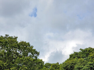 This is a framed photo of an overcast sky and trees.

