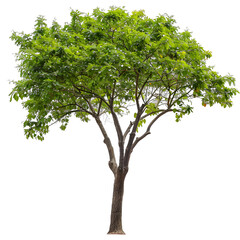 Obraz premium [Transparent Background PNG]Isolated Green Tree On White Background
