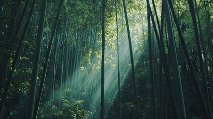 Obraz premium Sunlight Piercing Through a Dense Bamboo Forest, Creating Intricate Patterns of Light and Shadow on the Forest Floor. AI generated illustration