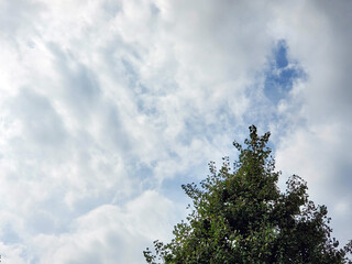 This is a background photo of cloudy skies and trees.