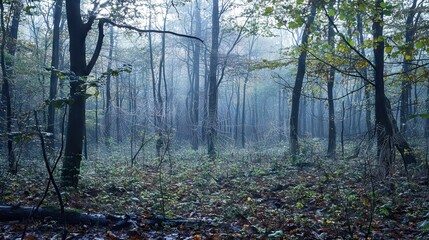 Misty Morning in a Dense Forest with Dew-Covered Spider Webs Glimmering in Dawn's First Light and a Carpet of Fallen Leaves. AI generated illustration