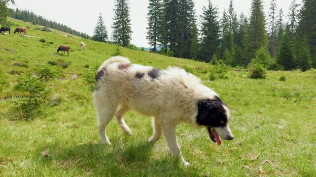 Big herding dog in the Carpathian mountains. Ukraine.