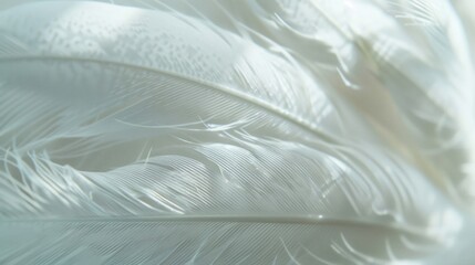 Obraz premium Detailed close-up of a delicate white feather, showcasing its intricate texture and fine details in soft lighting.