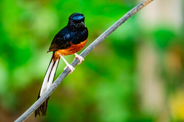 Male colorful bird, White-rumped shama bird perched on an electric wire. Beautiful natural wild bird, White-rumped shama.