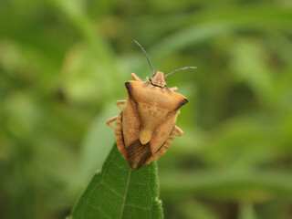 Northern fruit bug (Carpocoris fuscispinus) sitting on the tip of a leaf