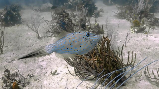 Broomtail filefish Aluterus scriptus swimming over soft coral and sand.