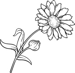 Calendula Plant with Flowers  and Leaves Outline Illustration