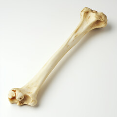Fototapeta premium Bone