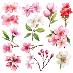A collection of 14 watercolor illustrations of cherry blossoms in various stages of bloom, from delicate buds to fully open flowers.