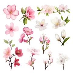 Obraz premium A collection of pink and white cherry blossoms, some with green leaves and stems.