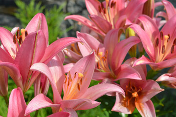 Beautiful and bright weather with beautiful nature and plants. Festive, colorful brown, pink and yellow flowering lilies, flowers, flower beds. 