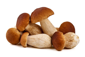 Boletus mushroom, isolated on white background.