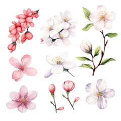 A set of nine hand-drawn illustrations of delicate cherry blossoms, including pink and white flowers, buds, and branches.