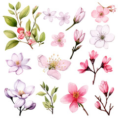 Collection of watercolor cherry blossoms in different colors and stages of bloom, isolated on transparent background.