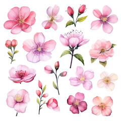 Watercolor illustration of pink flowers, buds and stems.