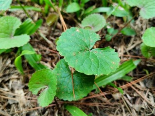 Gotu kola or centella asiatica leaves are green and grow on the ground. Gotu kola leaves are round with serrated edges. Gotu kola or centella asiatica leaves have many health benefits. 