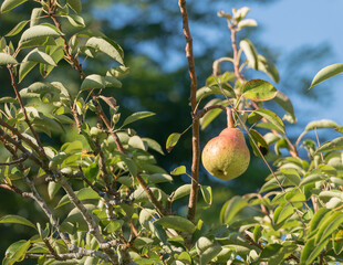 Pear hanging on tree branch in orchard with sunlight Pyrus communis