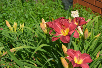 Beautiful and bright weather with beautiful nature and plants. Festive, colorful brown, pink and yellow flowering lilies, flowers, flower beds. 