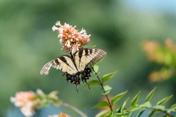 butterfly on flower