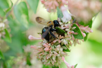 bee on a flower