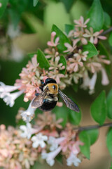 bee on a flower