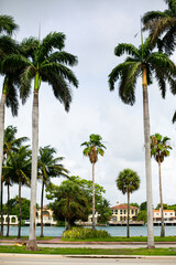 Fototapeta premium Palm trees blowing in the wind in Florida, USA 