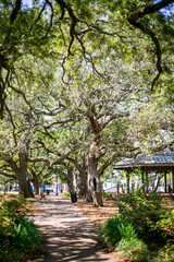Fresh water springs and dense swamp forest in Florida