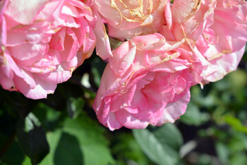 Beautiful and bright blooming spring, summer flowers. Pink curly rosebuds with green leaves and stems growing in the garden.