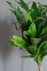 Obraz premium plant in the garden