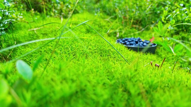 Blueberry harvest in the Carpathian mountains on a sunny summer day