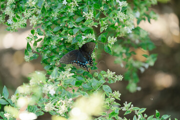 butterfly on a branch