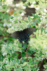 butterfly on a leaf
